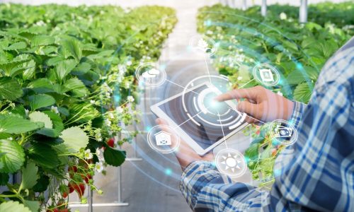 Innovation-technology-for-smart-farm-system-Agriculture-management-Hand-holding-smartphone-with-smart-technology-concept.-asian-male-farmer-working-in-Strawberry-farm-To-collect-data-to-study.